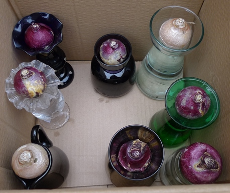 hyacinth vases with bulbs