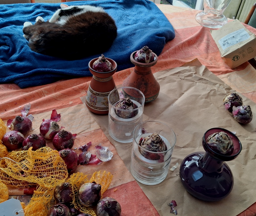 hyacinth forcing vases