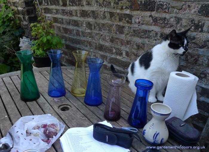 forcing hyacinth vases for Christmas