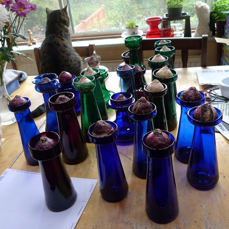 hyacinth bulbs and vases