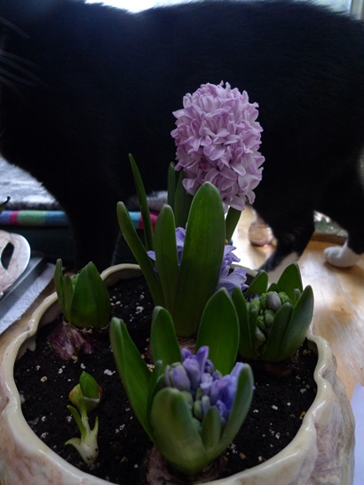 sylvac pot with hyacinths