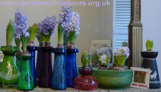 forced hyacinths in hyacinth vases