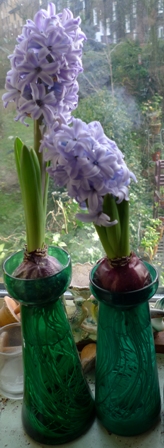 teal hyacinth vases