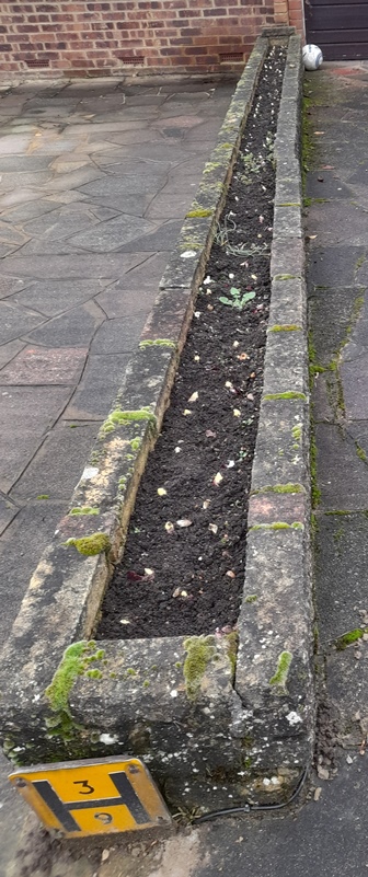 trough planted with bulbs