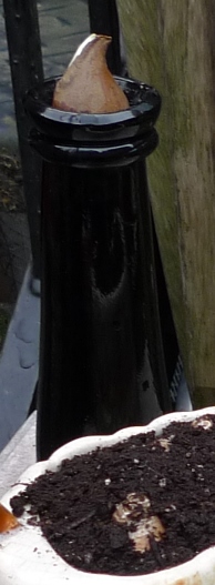 truffle bottle with tulip bulb