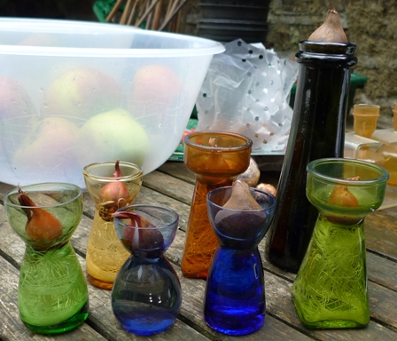 tulip bulbs in forcing vases