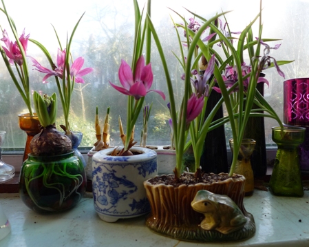 Little Beauty tulips