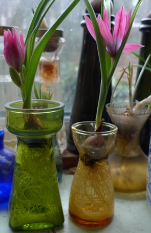 little beauty tulips