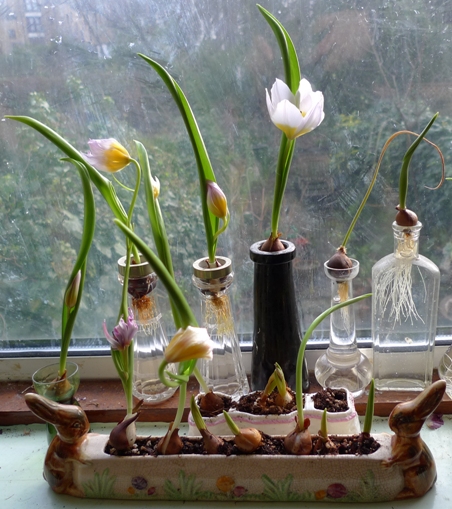 tulips in bloom indoors