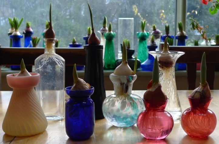 tulips forced in vases