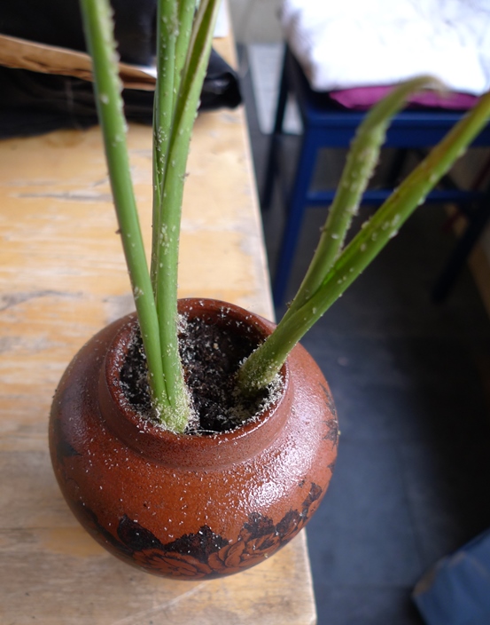 indoor forced tulips with aphids