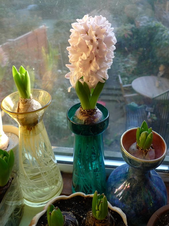 forced hyacinth in bloom