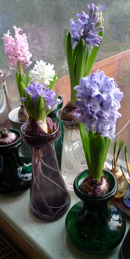 hyacinths in forcing vases