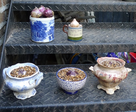 hyacinth bulbs in ceramic containers