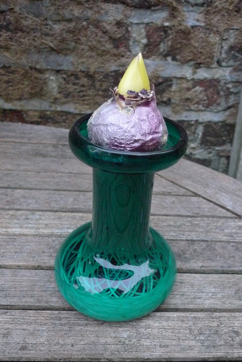 hyacinth bulb in hyacinth vase