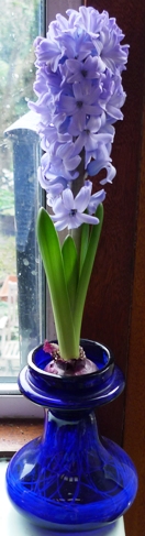 Delft Blue hyacinth