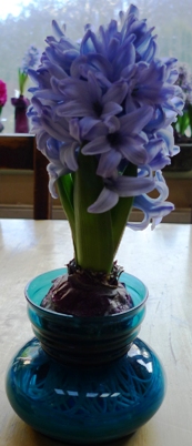 Delft Blue hyacinth