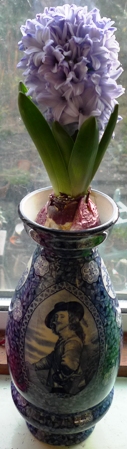 Delft Blue hyacinth