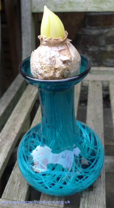 hyacinth growing in hyacinth vase