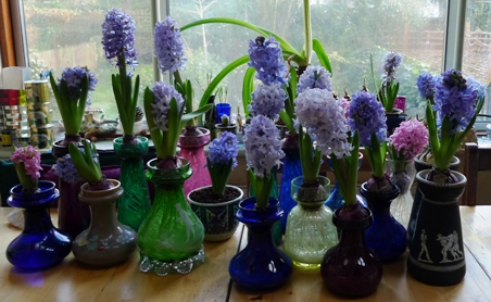 hyacinth vases