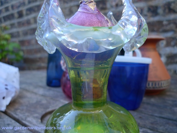 forcing hyacinth bulbs