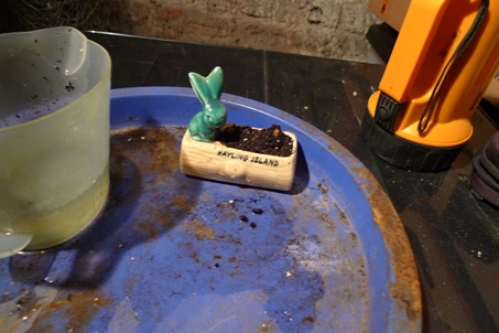 watering bulbs in cellar