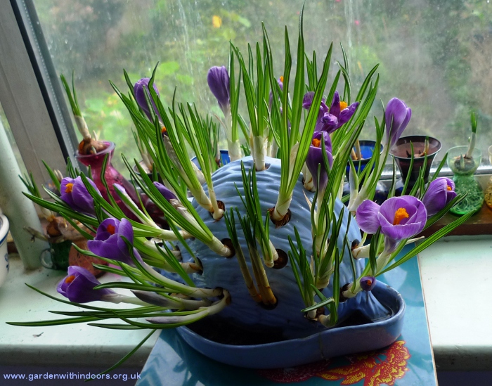 Wedgwood hedgehog with crocus bulbs