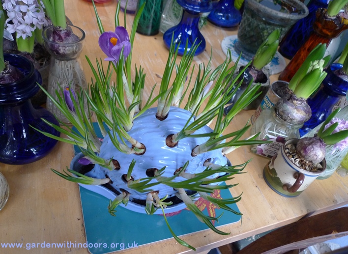 Wedgwood hedgehog with crocus bulbs in bloom