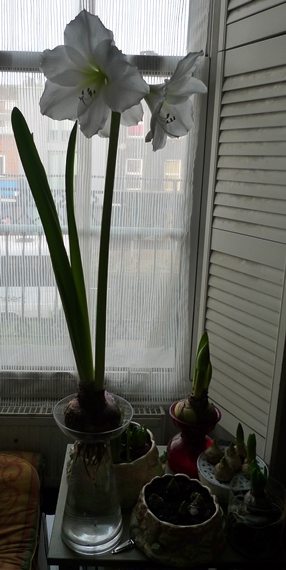 amaryllis growing in amaryllis vase