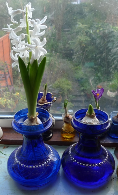 hyacinth in hyacinth vase
