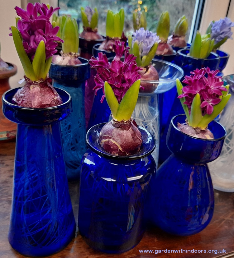 forced woodstock hyacinths Christmas vase